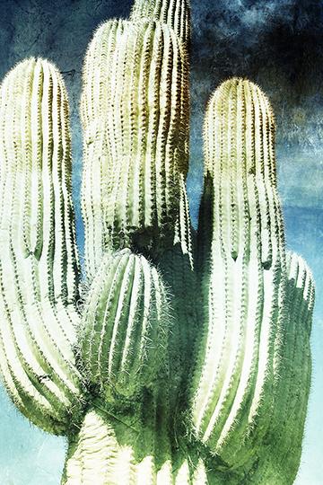 Desert Saguaro
