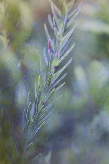Rosemary Dearest