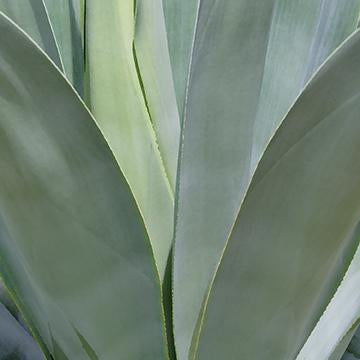 Agave Abstract