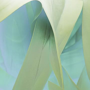 Agave Secrets