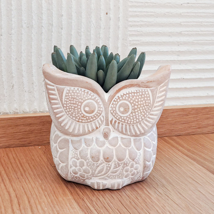 Big Eye Owl Terracotta Pot