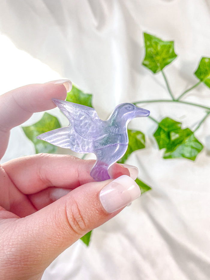 Fluorite Humming Bird