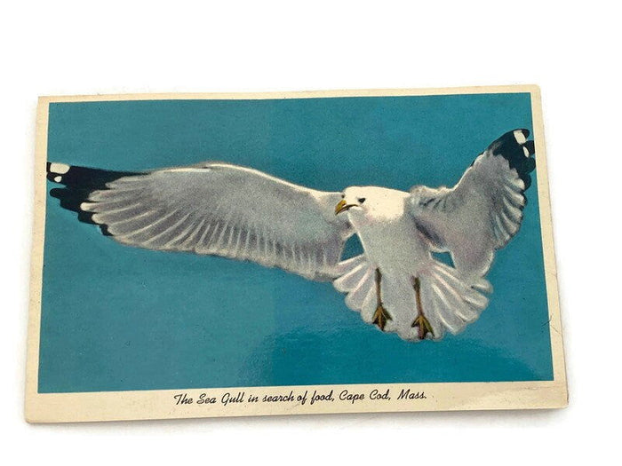 Midcentury Cape Cod Souvenir Squeaker Postcard at Duckwells
