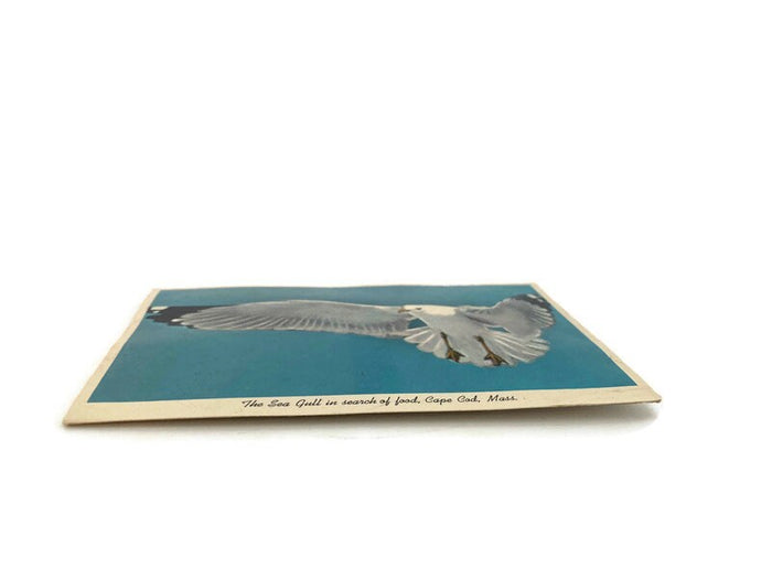 Midcentury Cape Cod Souvenir Squeaker Postcard at Duckwells