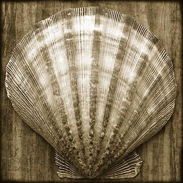 SeaShell III