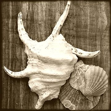 SeaShell IV