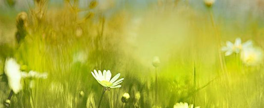 Summer Fields