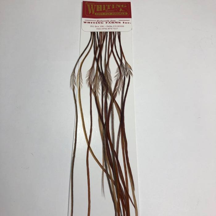 #16 / Brown